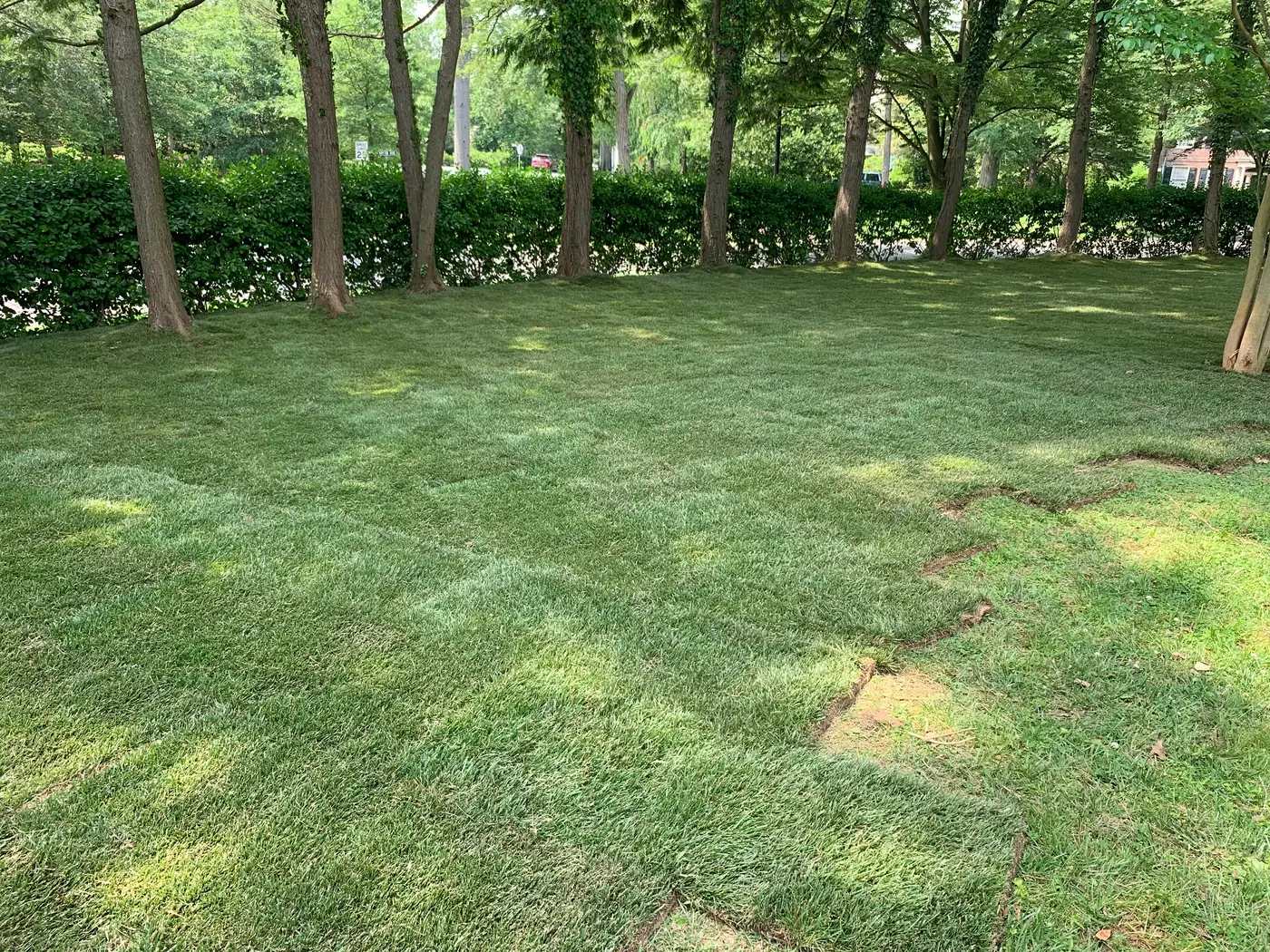 A lush, newly installed sod lawn on a New Castle County property.